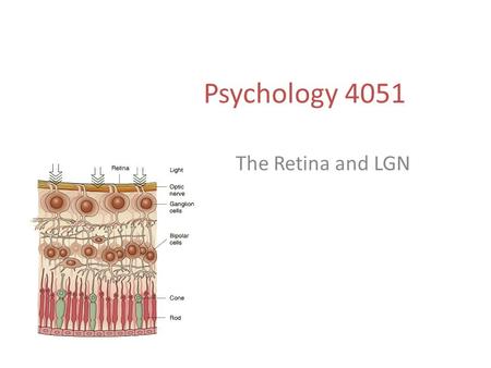 Psychology 4051 The Retina and LGN. Retino-Geniculate-Cortical Pathway.