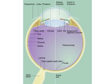 Cornea, Pupil and Lens Cornea Avascular stroma Outer stratified squamous epi. Inner endothelium Aqueous humor; anterior chamber Air.