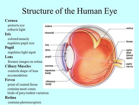 Structure of the Human Eye Cornea protects eye refracts light Iris colored muscle regulates pupil size Pupil regulates light input Lens focuses images.