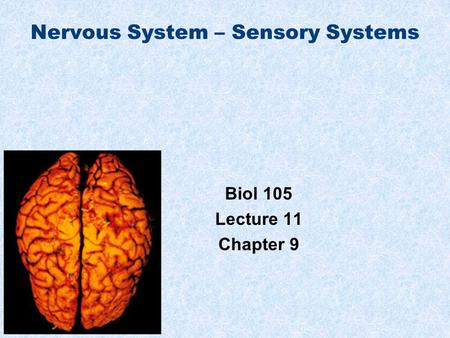 Nervous System – Sensory Systems Biol 105 Lecture 11 Chapter 9.