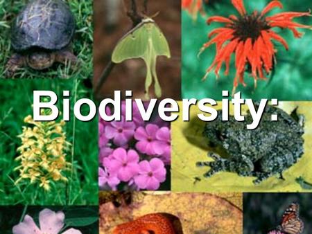 Biodiversity:. AB Which do you like better? AB What do you think biodiversity means?