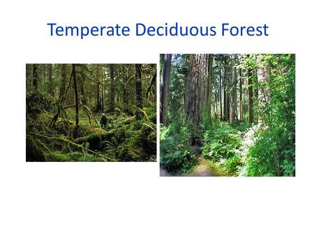 Temperate Deciduous Forest. Boreal Forest Ecosystem.