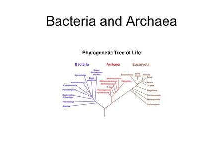 Bacteria and Archaea. Prokaryotes Structure, Function, and Reproduction Nutritional and Metabolic Diversity Phylogeny of Prokaryotes Ecological Impact.