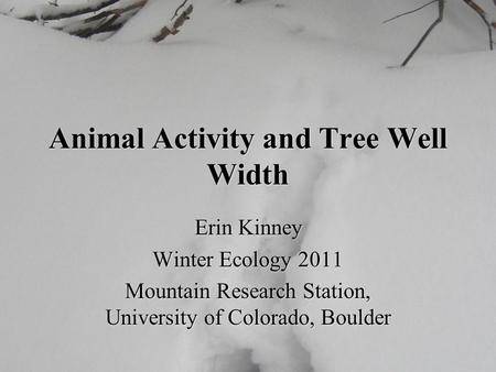 Animal Activity and Tree Well Width Erin Kinney Winter Ecology 2011 Mountain Research Station, University of Colorado, Boulder Erin Kinney Winter Ecology.