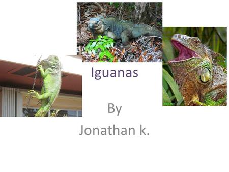 Iguanas By Jonathan k.. What are Iguanas? Iguanas belong to a family of lizards called Iguanidee. Also iguanas are Omnivores unlike other lizards, most.