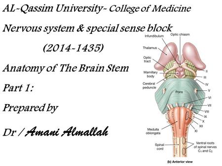 AL-Qassim University- College of Medicine Nervous system & special sense block (2014-1435) Anatomy of The Brain Stem Part 1: Prepared by Dr / Amani Almallah.