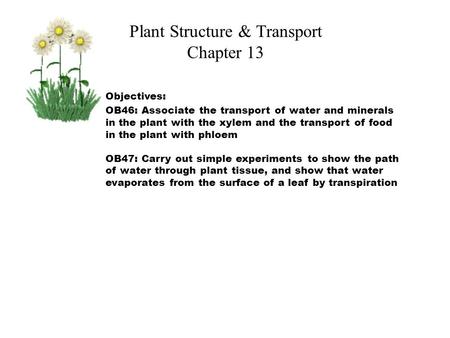 Plant Structure & Transport Chapter 13 Objectives: OB46: Associate the transport of water and minerals in the plant with the xylem and the transport of.