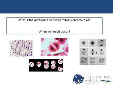 What is the difference between mitosis and meiosis?