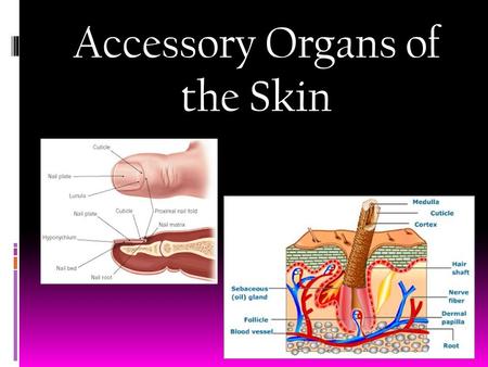 Accessory Organs of the Skin. Hair Characteristics  Location: Almost everywhere (soles, palms, lips ect.)  Structure:  Hair follicle- organs producing.
