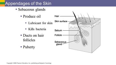 Copyright © 2006 Pearson Education, Inc., publishing as Benjamin Cummings Appendages of the Skin  Sebaceous glands  Produce oil  Lubricant for skin.