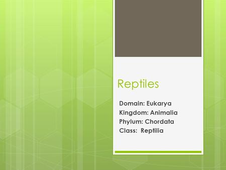 Reptiles Domain: Eukarya Kingdom: Animalia Phylum: Chordata Class: Reptilia.