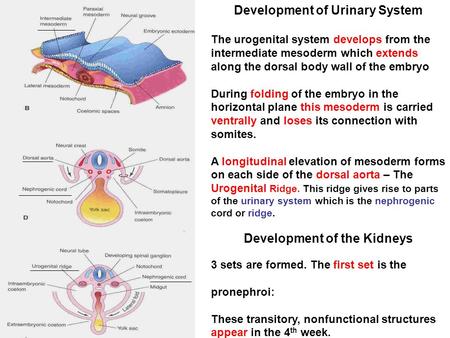 Development of Urinary System Development of the Kidneys