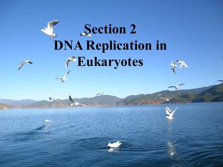 Section 2 DNA Replication in Eukaryotes. Biomolecules involved in DNA replication  Substrate: dNTPs (dATP, dGTP, dCTP, dTTP)  Template unwinding parent.