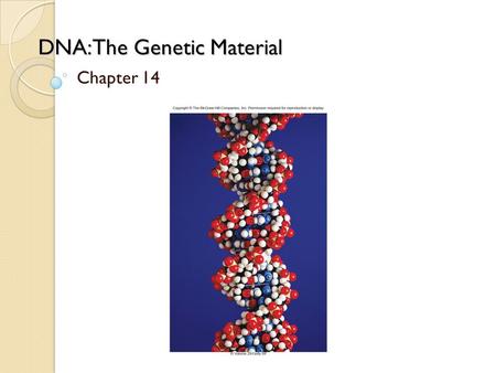 DNA: The Genetic Material Chapter 14. Griffith’s experiment with Streptococcus pneumoniae ◦ Live S strain cells killed the mice ◦ Live R strain cells.