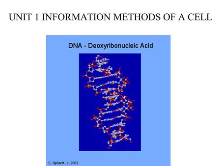 UNIT 1 INFORMATION METHODS OF A CELL. What do you know about DNA? Building blocks are called? –nucleotides The shape is ? –Double helix The three primary.