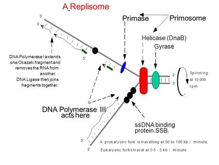A Replisome Primase Primosome DNA Polymerase III acts here