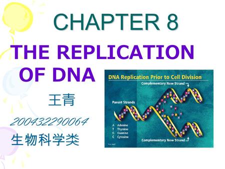 CHAPTER 8 CHAPTER 8 THE REPLICATION OF DNA 王青 200432290064 生物科学类.