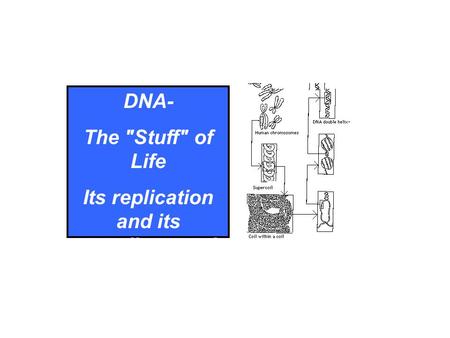 DNA- The Stuff of Life Its replication and its unending repair.
