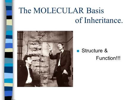 The MOLECULAR Basis of Inheritance. n Structure & Function!!!