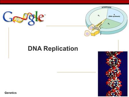Genetics 2007-2008 DNA Replication Genetics Why do cells divide…  for reproduction  One celled organisms (clones)  for growth & development  From.