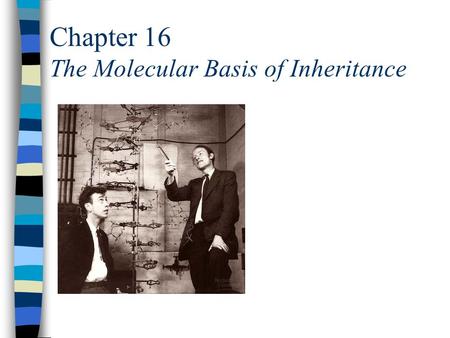Chapter 16 The Molecular Basis of Inheritance