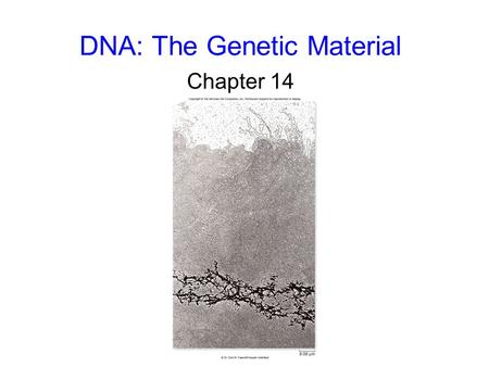 DNA: The Genetic Material Chapter 14. 2 The Genetic Material Griffith’s results: - live S strain cells killed the mice - live R strain cells did not kill.