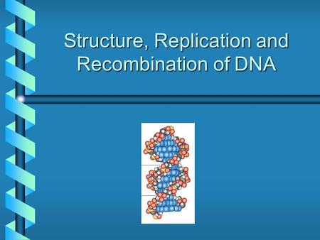 Structure, Replication and Recombination of DNA. Information Flow From DNA DNA RNA transcription Protein translation replication.
