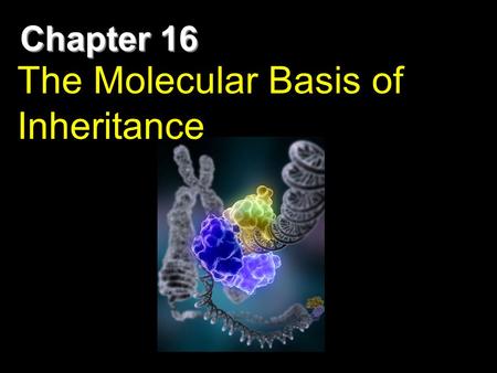 Chapter 16 The Molecular Basis of Inheritance. DNA Structure Rosalind Franklin took diffraction x-ray photographs of DNA crystals In the 1950’s, Watson.