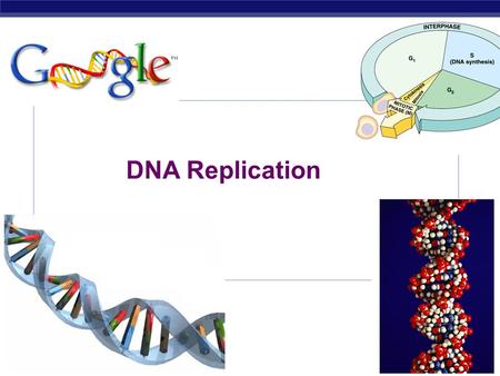 AP Biology 2007-2008 DNA Replication STRUCTURE OF NUCLEIC ACIDS Sugar can be DEOXYRIBOSE (DNA) RIBOSE (RNA) Built from NUCLEOTIDE SUBUNITS NITROGEN BASES.
