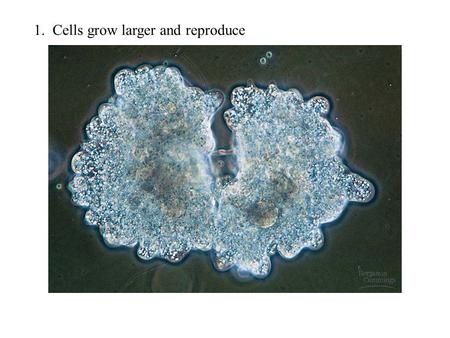 1. Cells grow larger and reproduce. 2. Development of whole organism from single cell (zygote)