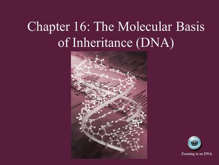 Chapter 16: The Molecular Basis of Inheritance (DNA)