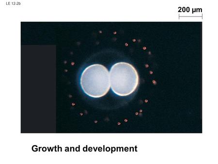 LE 12-2b Growth and development 200 µm. LE 12-2c Tissue renewal 20 µm.