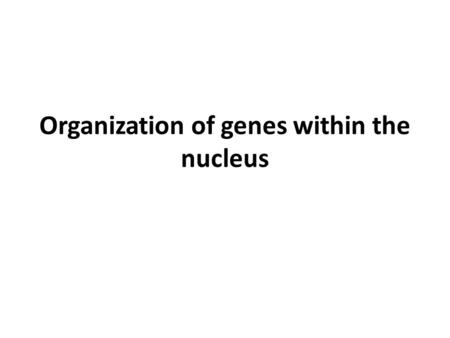 Organization of genes within the nucleus. Nucleus.