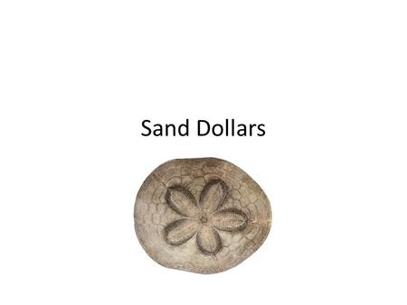 Sand Dollars. Sand Dollars: part of the Echinoderm phylum Closely related to sea urchins Class Echinoidea: sea urchins & sand dollars.