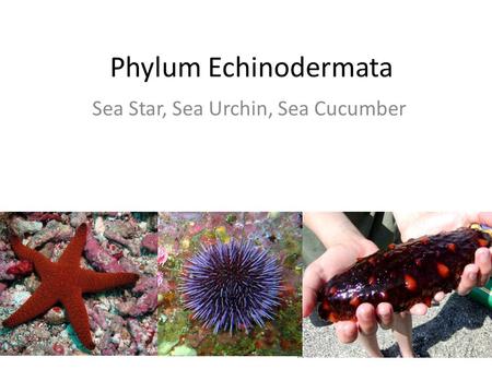 Sea Star, Sea Urchin, Sea Cucumber