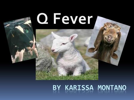 Q Fever By Karissa montano.