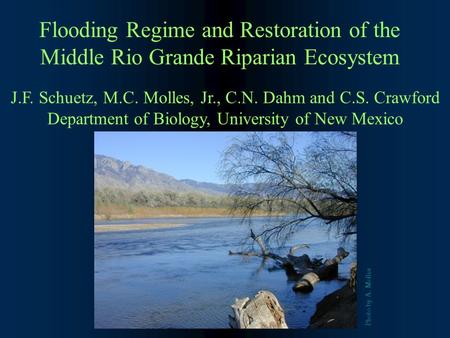 Flooding Regime and Restoration of the Middle Rio Grande Riparian Ecosystem J.F. Schuetz, M.C. Molles, Jr., C.N. Dahm and C.S. Crawford Department of Biology,