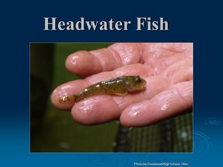 Headwater Fish Photo by Crestwood High School, Ohio.
