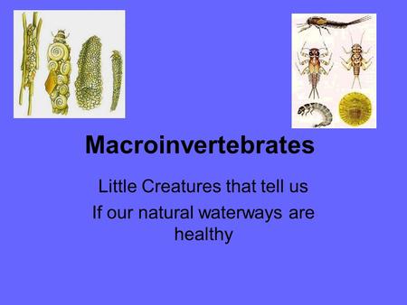 Little Creatures that tell us If our natural waterways are healthy