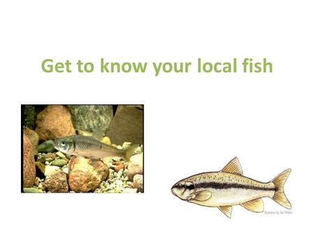 Get to know your local fish. Stonecat (catfish) Mottled sculpin Bluegill Small mouth bass Pumpkinseed Brook trout.