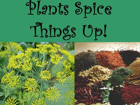 Plants Spice Things Up!. What is a spice? A vegetable production, fragrant or aromatic to the smell and pungent to the taste. Used in cookery; derived.