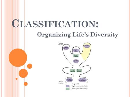 C LASSIFICATION : Organizing Life’s Diversity. H OW C LASSIFICATION B EGAN Organizing items can help you understand them better & find them more easily.