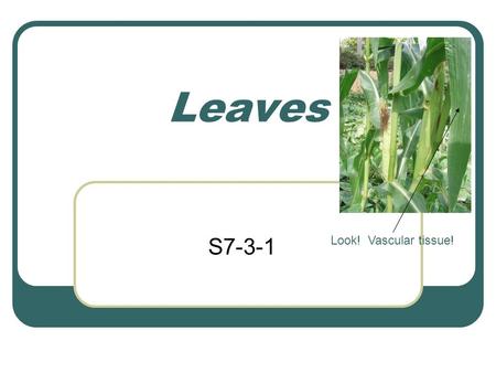 Leaves S7-3-1 Look! Vascular tissue!. 1 main function of a leaf Make food It uses the process photosynthesis to make food for the plant (more on this.