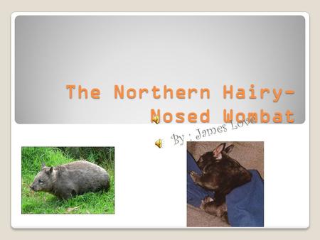 The Northern Hairy- Nosed Wombat B y : J a m e s L o v e.