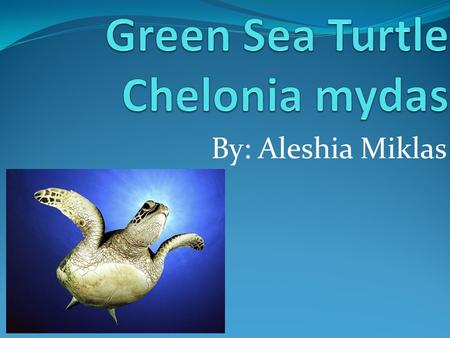By: Aleshia Miklas. Summary The green sea turtle is one of the largest and most widespread of all the marine turtles. These marine animals inhabit tropical.