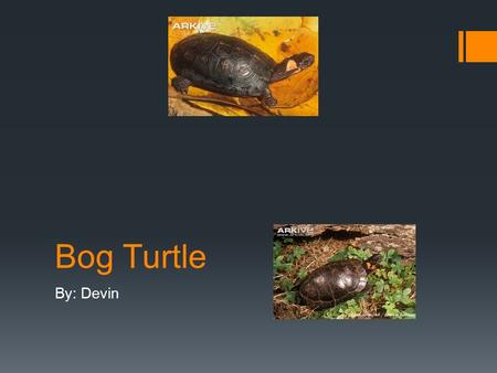 Bog Turtle By: Devin. Biome, Ecosystem, And Habitat  The Bog Turtle’s Biome, Ecosystem, or Habitat is Eastern U.S.  They live in bogs, marshlands, and.