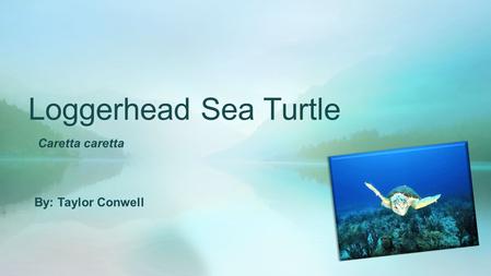 Loggerhead Sea Turtle Caretta caretta By: Taylor Conwell.