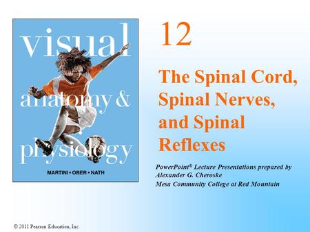 12 The Spinal Cord, Spinal Nerves, and Spinal Reflexes.