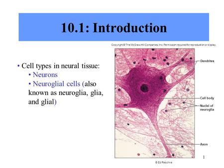 10.1: Introduction Cell types in neural tissue: Neurons