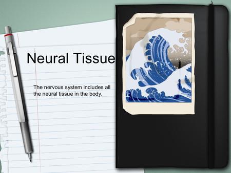 Neural Tissue The nervous system includes all the neural tissue in the body.